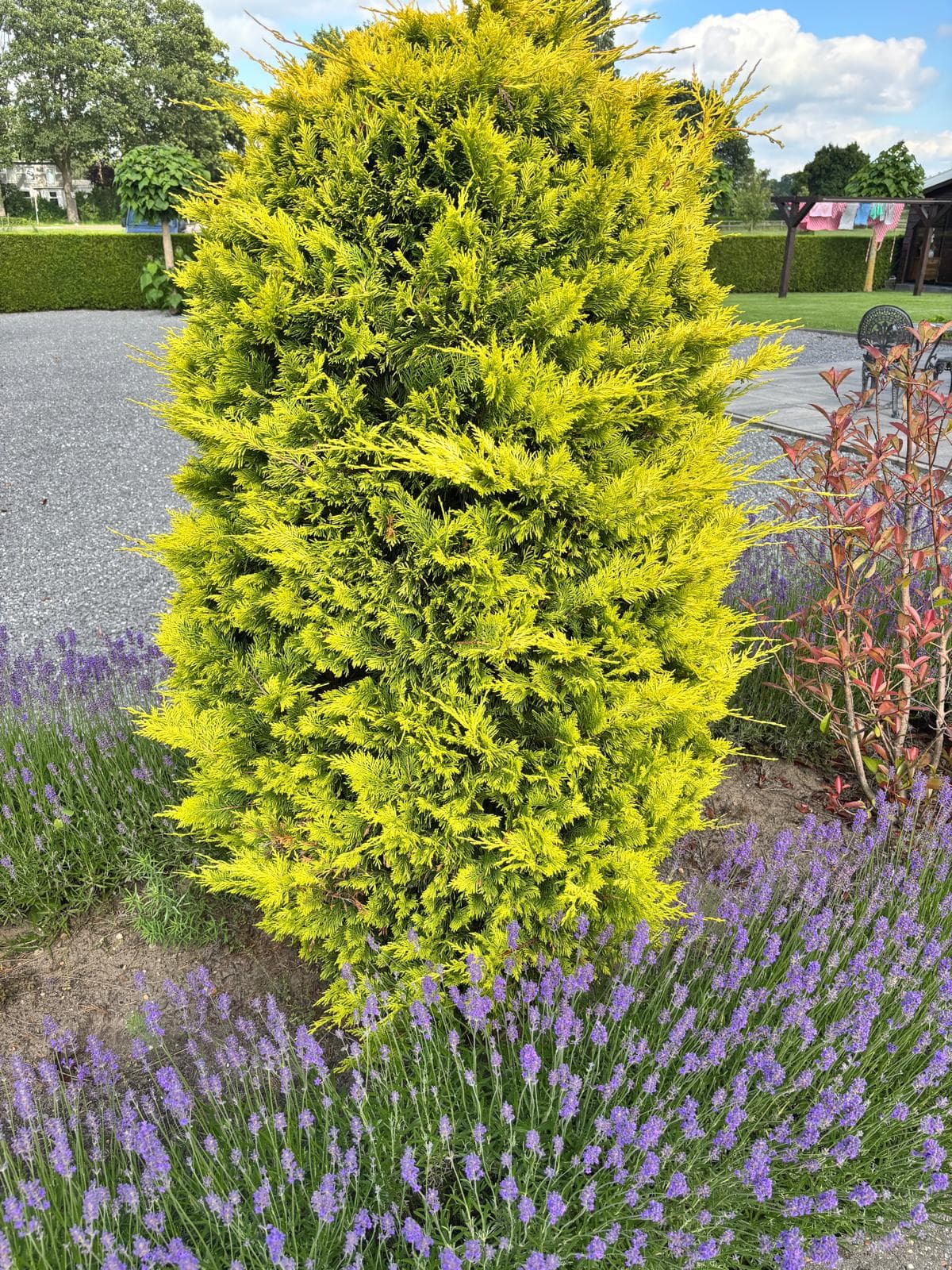 Goudconifeer tussen de lavendel