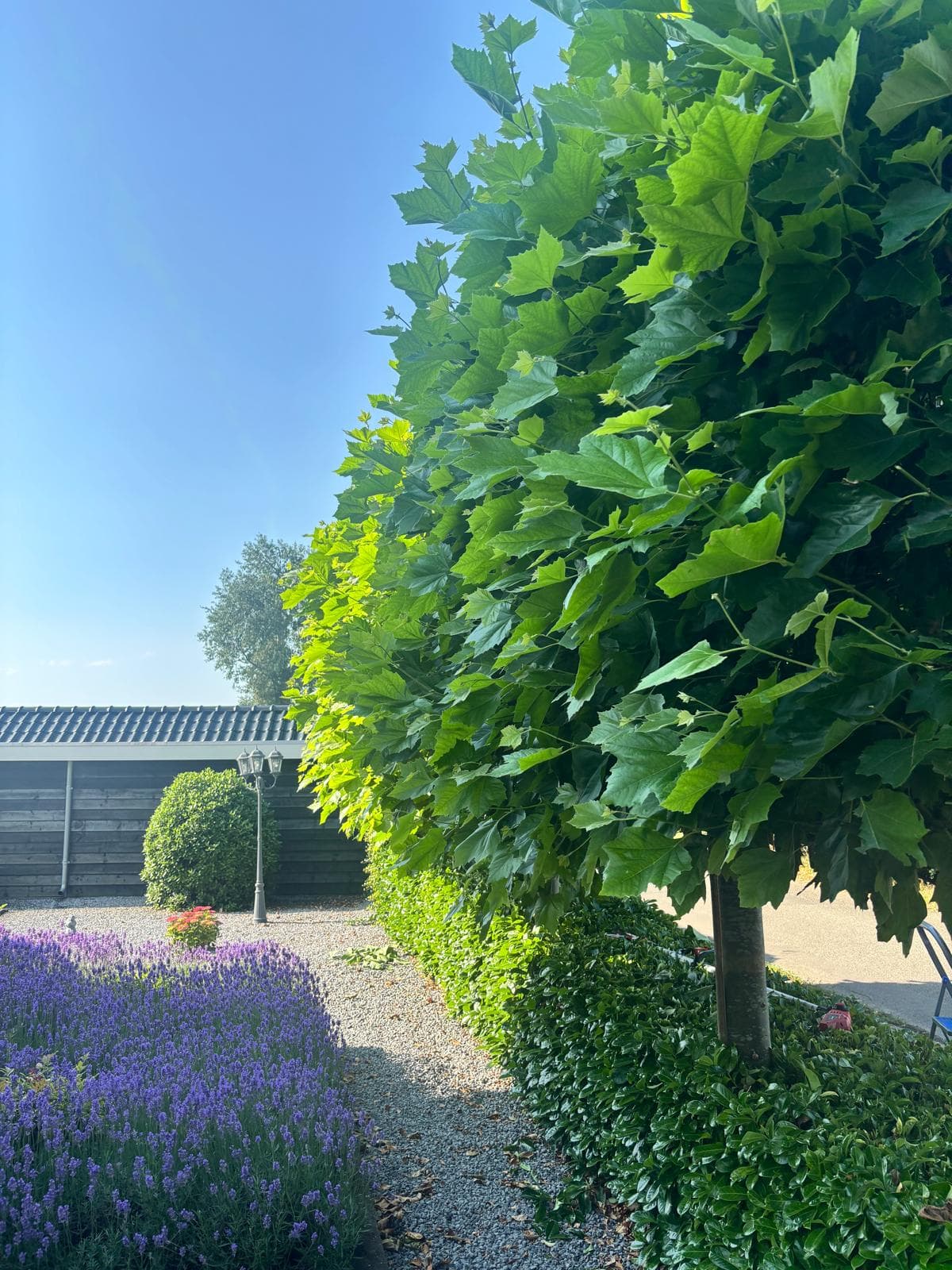 Verzorgde voortuin met lavendel