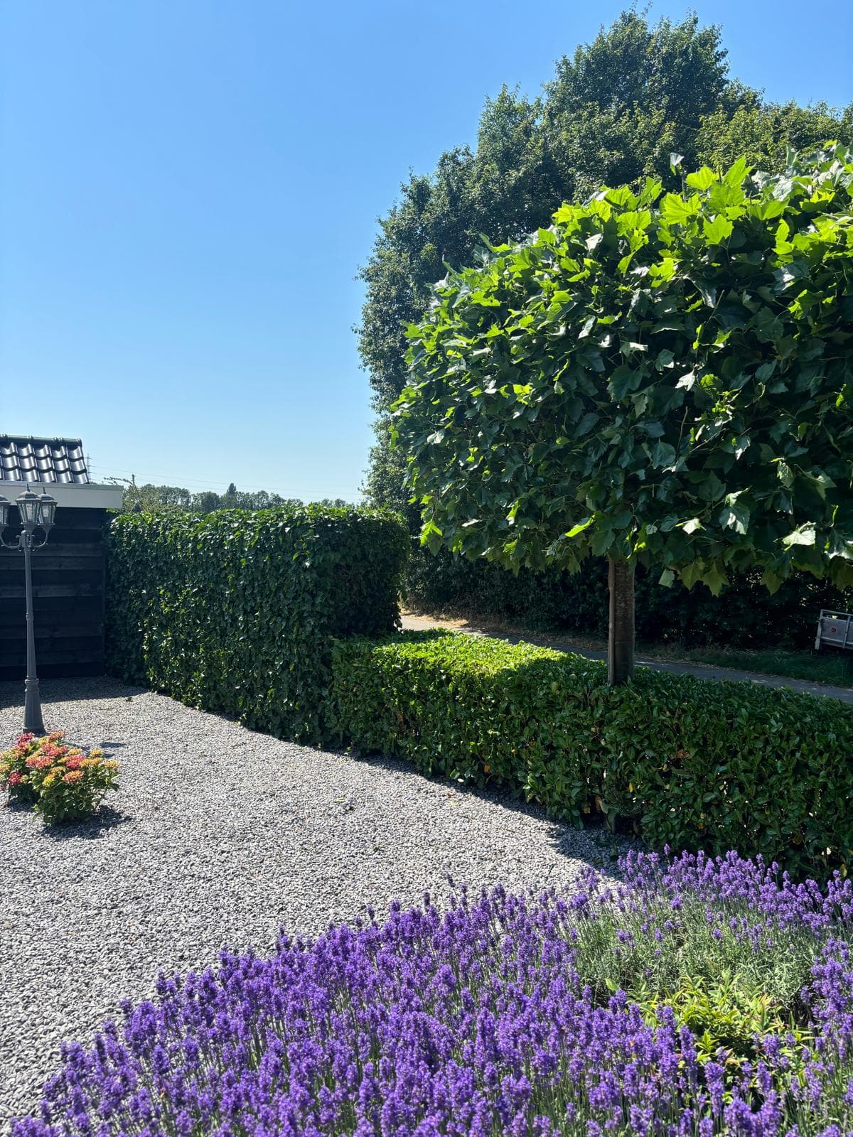 Onderhouden tuin met klimophaag