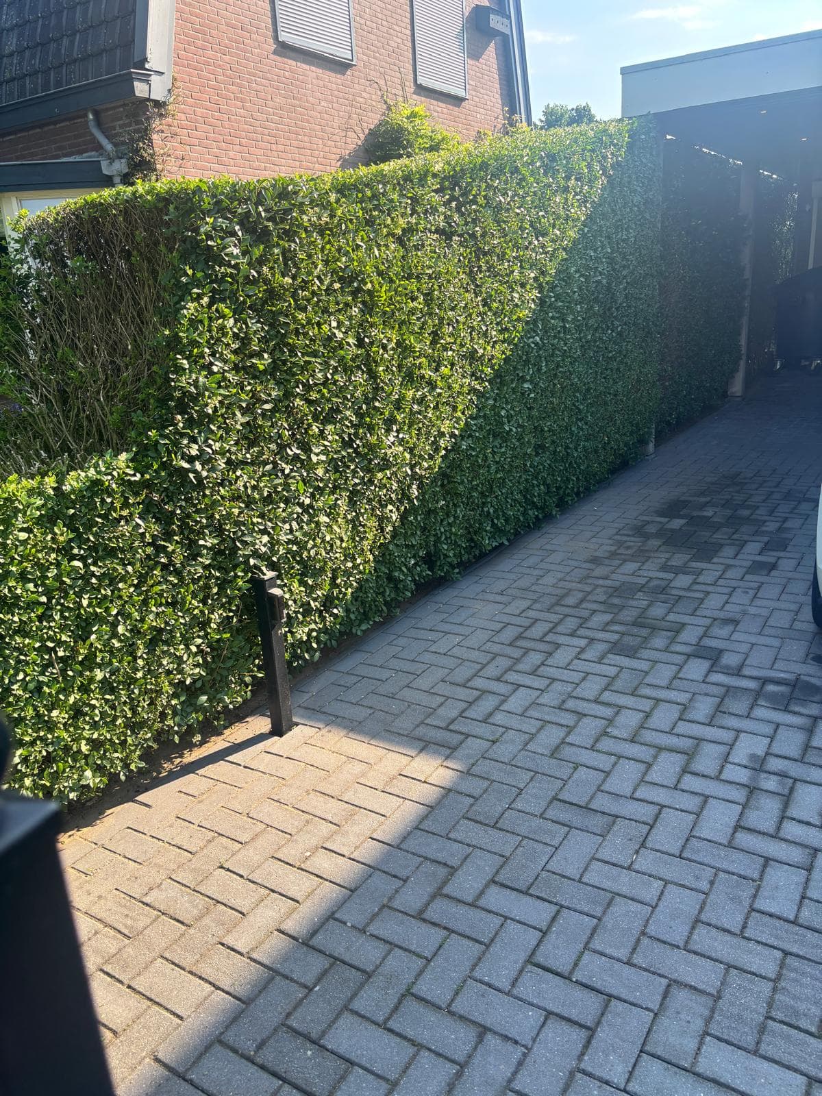 Strak gesnoeide haag langs de oprit