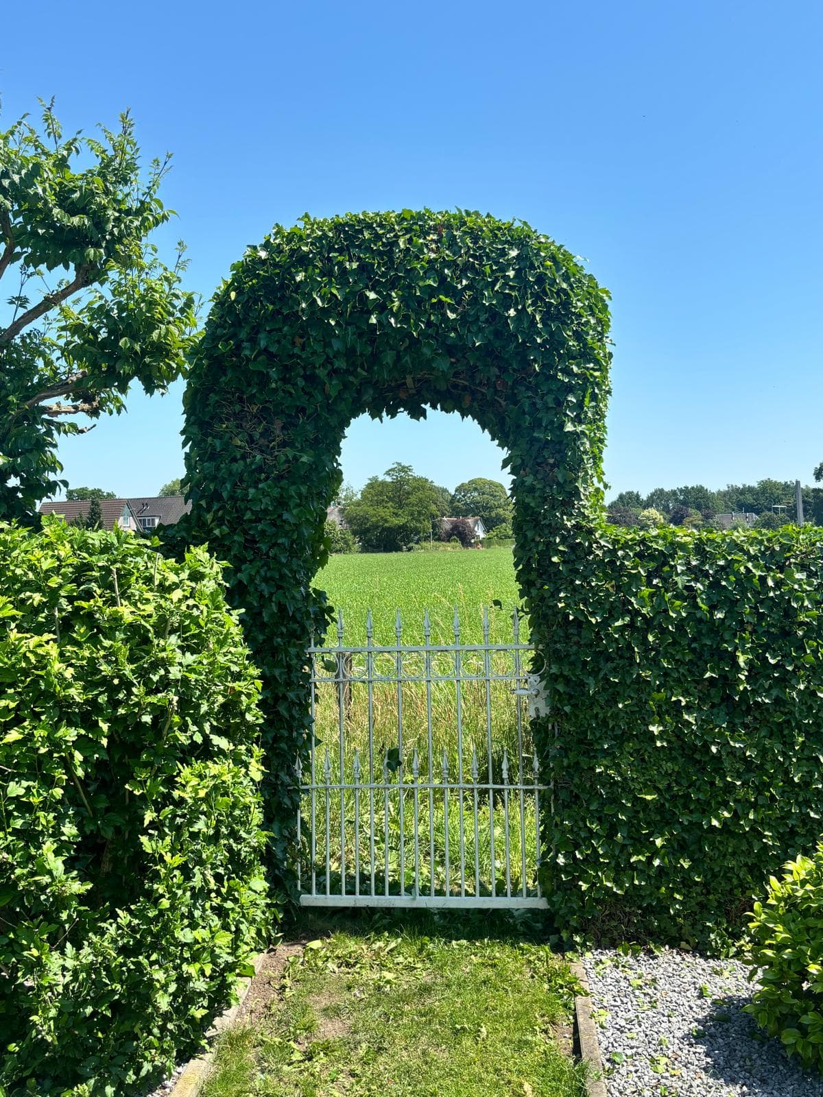 Gesnoeide klimopboog met tuinpoort